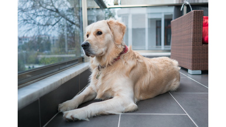 Golden Retriever looking through a from the balcony.