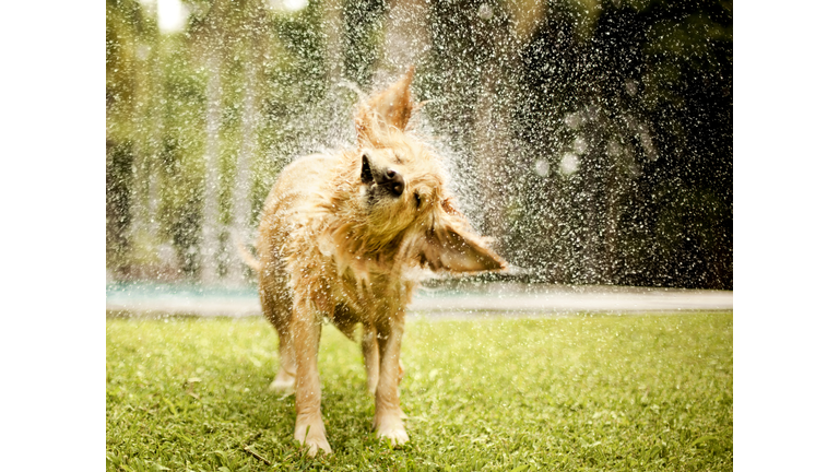 Golden retriever shaking off water in lawn