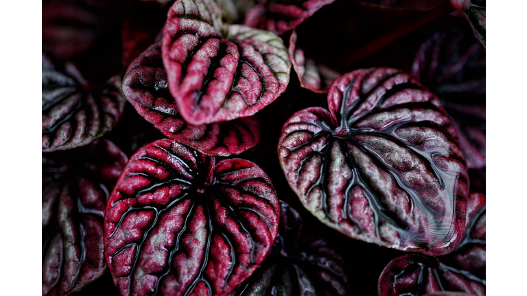 High Angle View Of Peperomia Caperata  On Plant