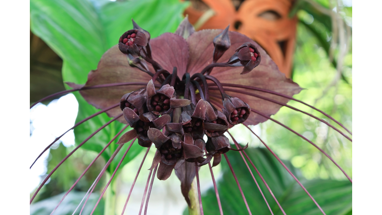 Bat Flower