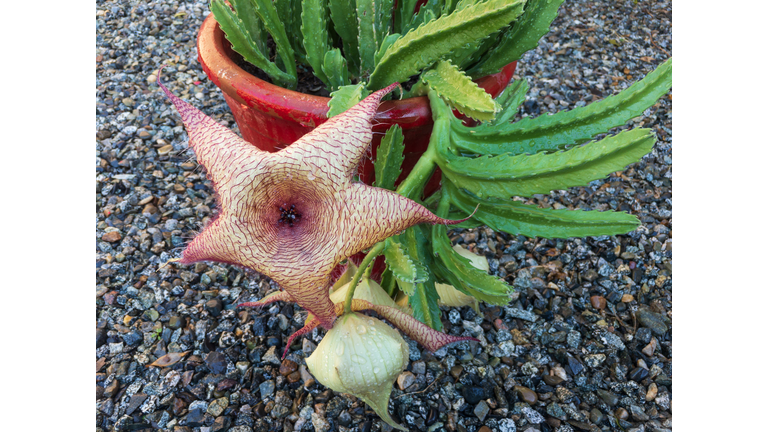 Stapelia gigantea cactus with big flower