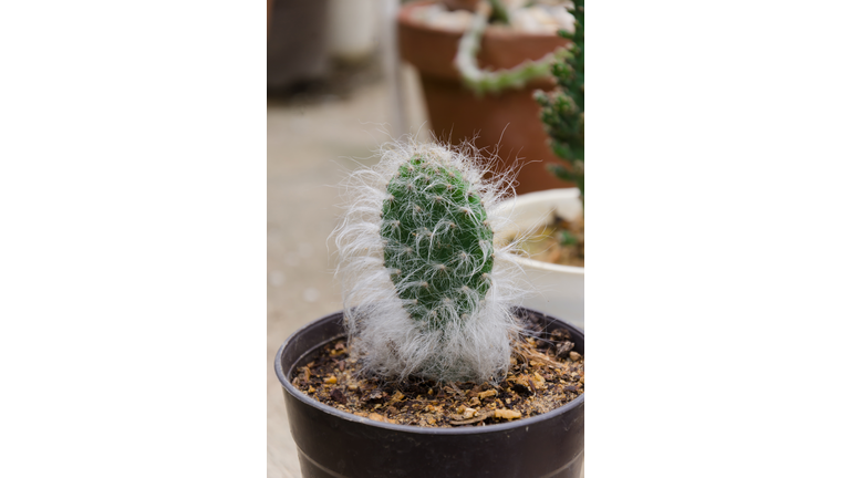 Old man cactus (Cephalocereus senilis)