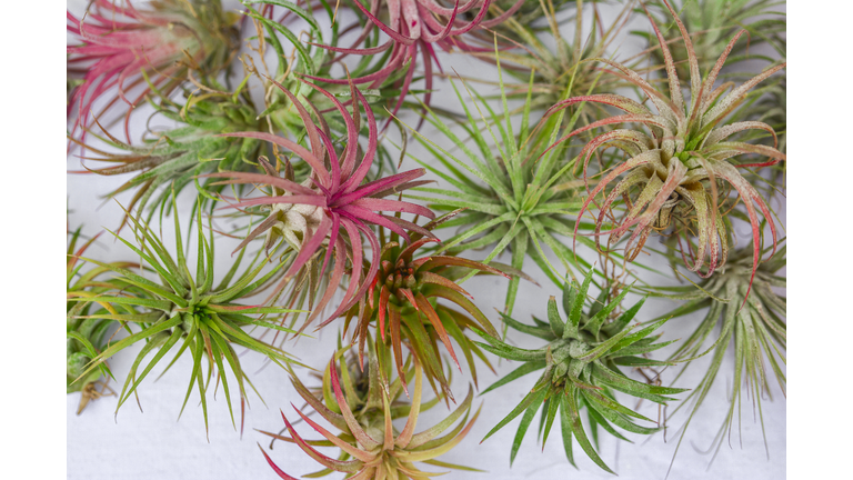 different tillandsia air plants