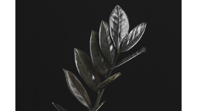 Black leaves of Zamioculcas Zamiifolia Raven plant