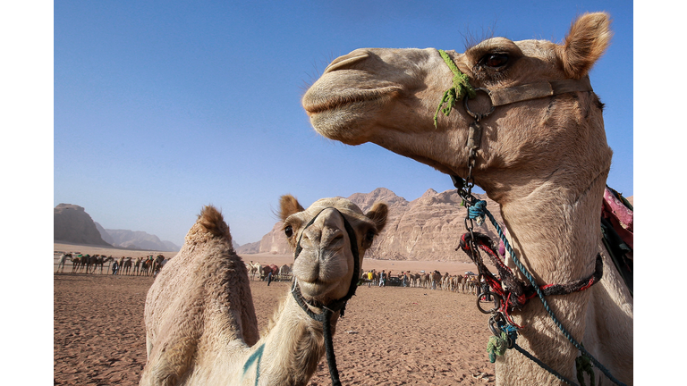 JORDAN-CAMEL-RACE