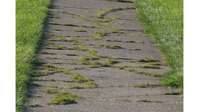 Weeds growing between the cracks in the sidewalk