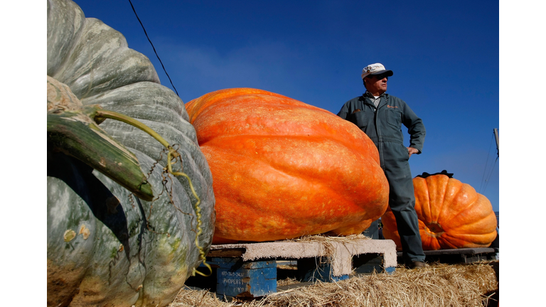 California Growers Compete For Largest Pumpkin Honors