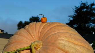 Massive 2,560-pound pumpkin raised by Minnesota teacher breaks U.S. record