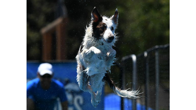 US-ANIMAL-DOG-JUMPING-COMPETITION