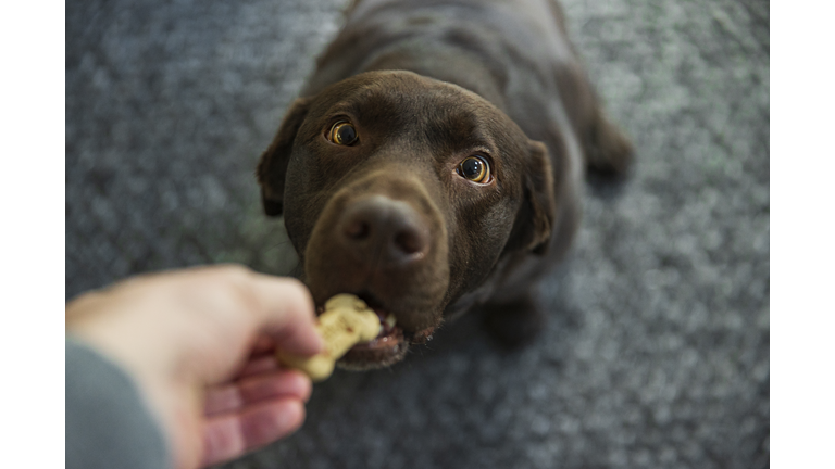 Cute chocolate labrador dog taking a biscuit from its owner