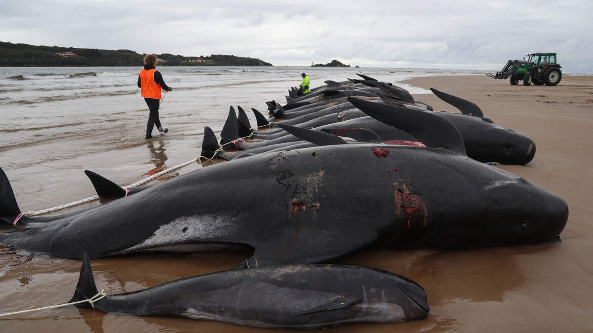 477 pilot whales die, beached on remote New Zealand beaches