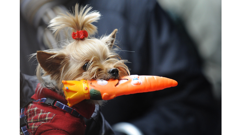 A dog waits to be blessed during the cel