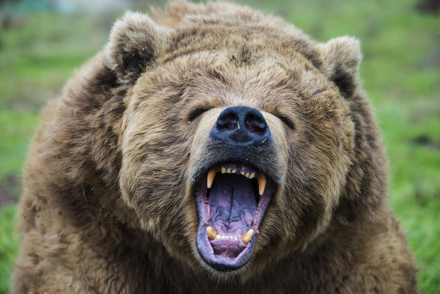 Growling grizzly bear