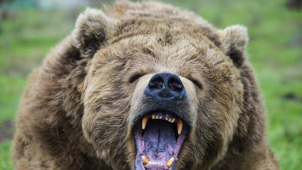 Two Hikers Hospitalized After Getting Mauled By Grizzly Bear