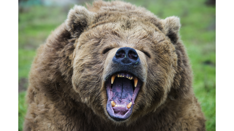 Growling grizzly bear