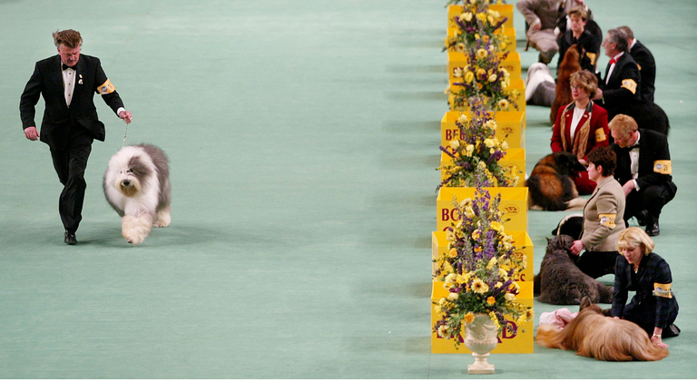 Canines Compete In The Westminster Kennel Club Dog Show