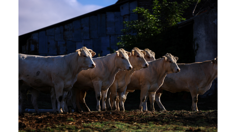 FRANCE-FARMING-ANIMAL