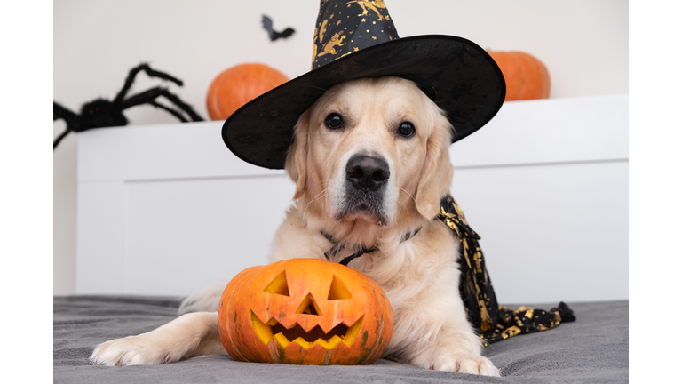 A dog dressed as a witch for Halloween. Golden retriever in Halloween room with pumpkins, bats, spiders