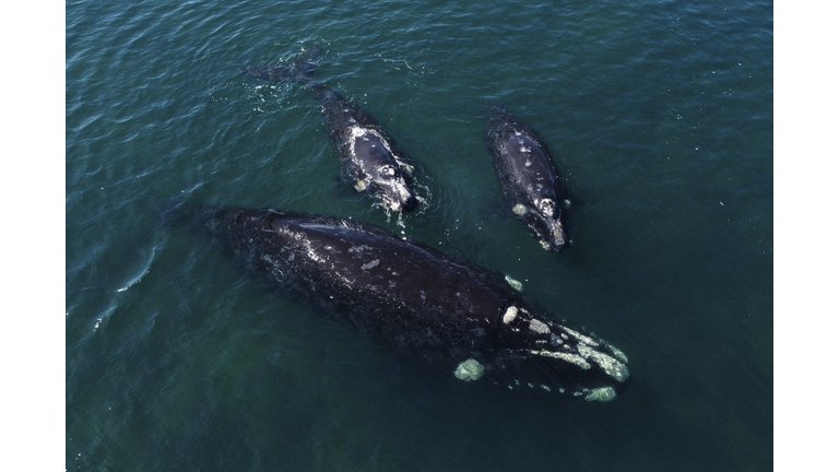 ARGENTINA-ENVIRONMENT-ANIMAL-WHALE