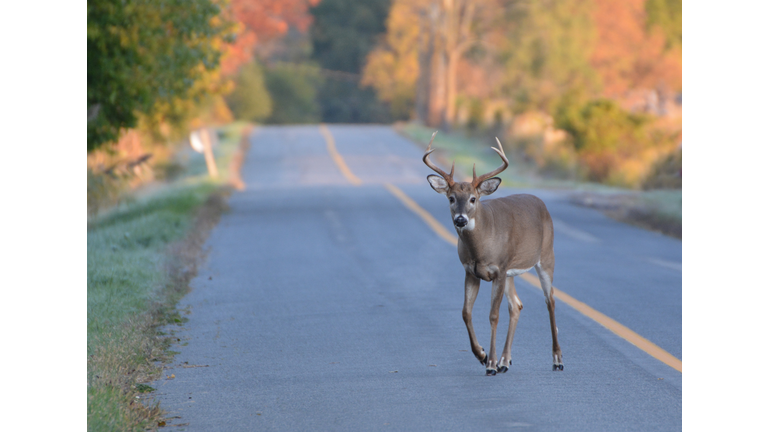 White Tailed Deer Buck on road