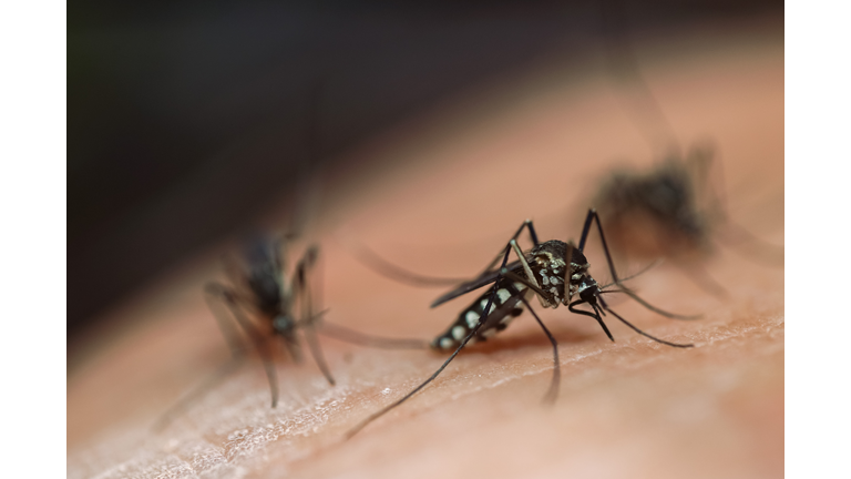 macro photo Striped mosquitoes