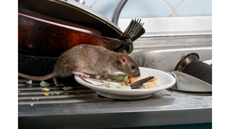 Close-up young rats sniffs leftovers on a plate on sink at the kitchen.