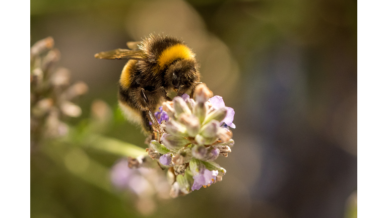 Honey Bees Collect Nectar