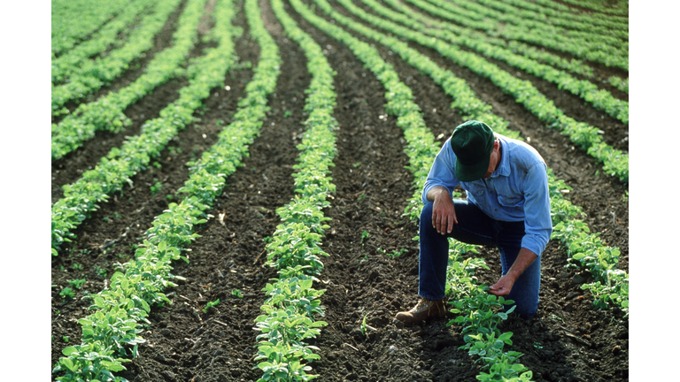 Farmer Inspecting His Soybean Field