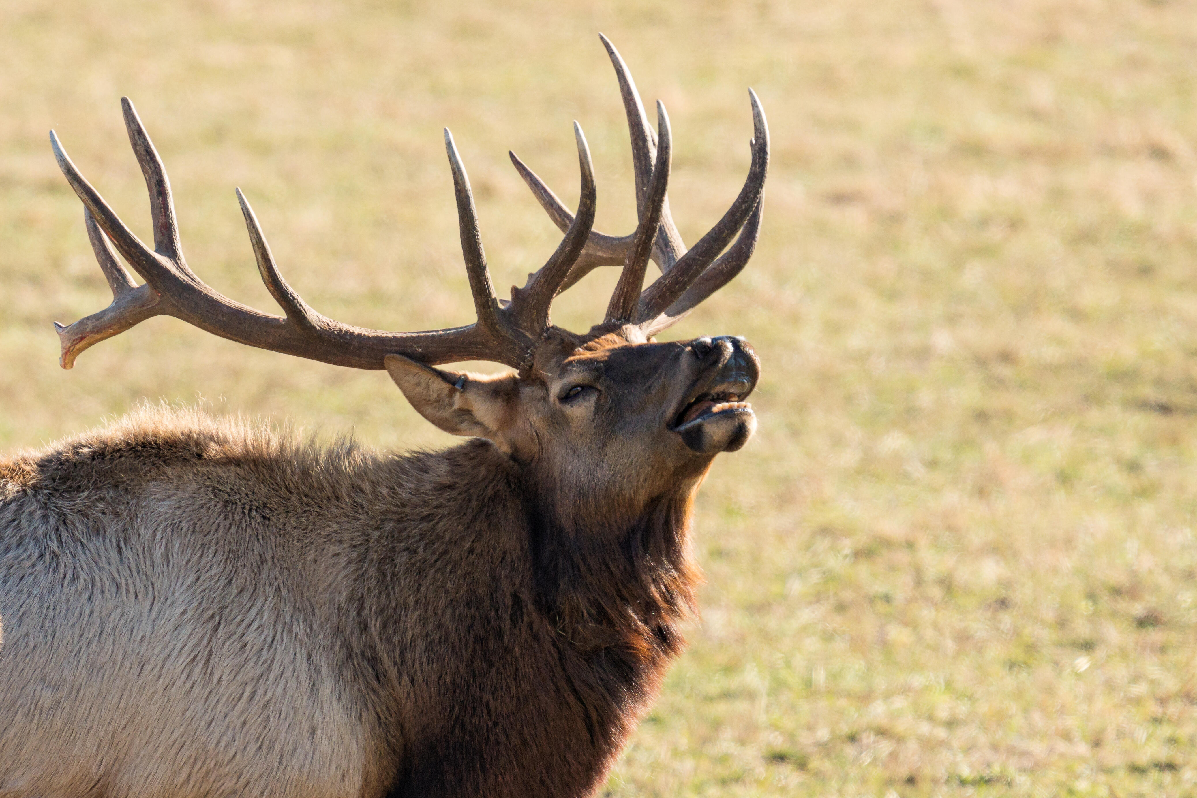 Elk in spanish