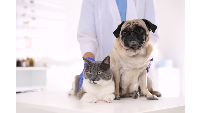 Veterinarian examining cute pug dog and cat in clinic, closeup. Vaccination day