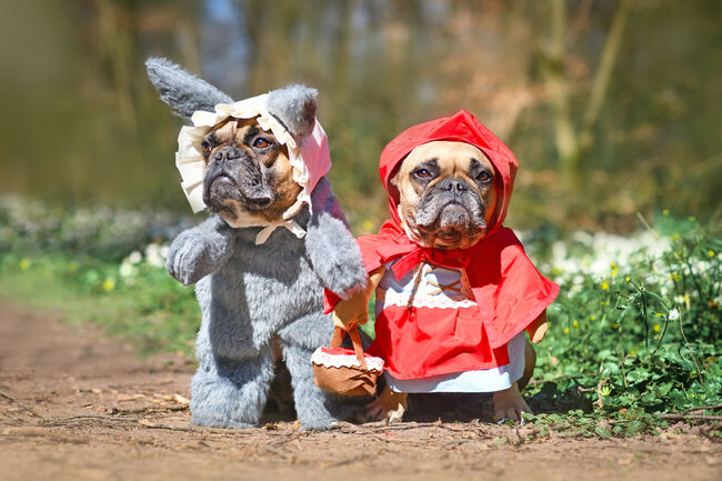 Cute pair of French Bulldog dogs dressed up as fairytale characters Little Red Riding Hood and Big Bad Wolf with full body costumes with fake arms standing in forest