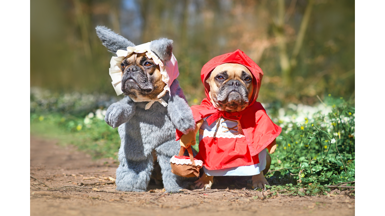 Cute pair of French Bulldog dogs dressed up as fairytale characters Little Red Riding Hood and Big Bad Wolf with full body costumes with fake arms standing in forest