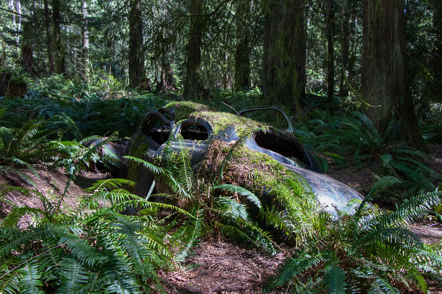 An old car rusting in the rain forest