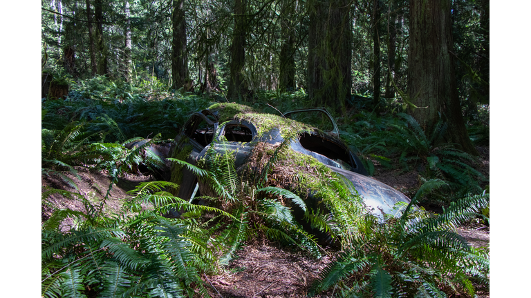 An old car rusting in the rain forest
