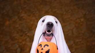 Happy Halloween! Today's National Days 