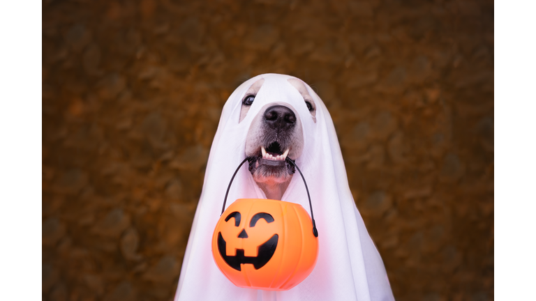 A dog dressed as a Halloween ghost. A golden retriever sits in an autumn park with orange pumpkins and a bucket of candy.