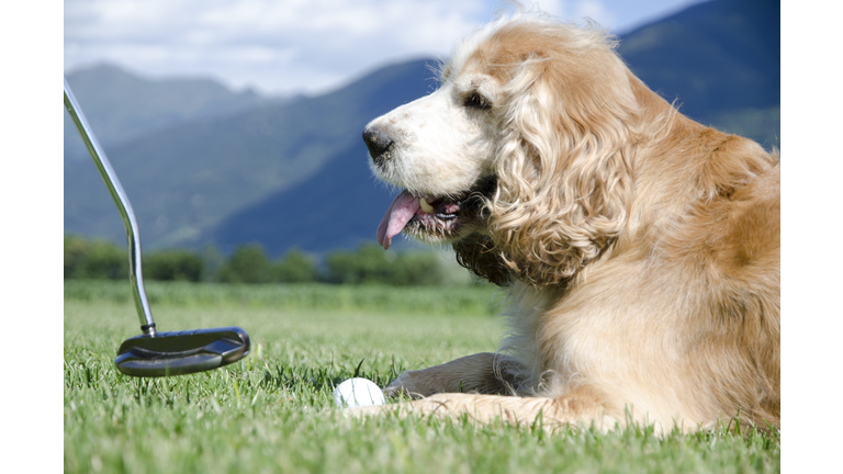 Playing golf with a dog
