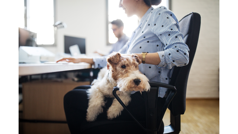 Businesswoman stroking dog sitting on lap