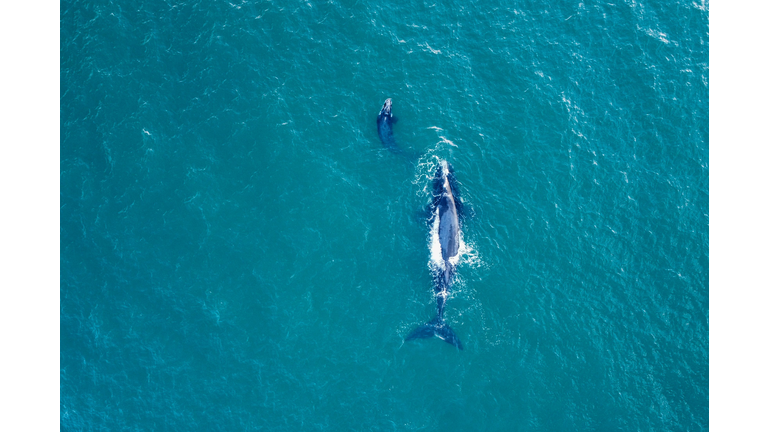 SAFRICA-OCEAN-ANIMAL-WHALE
