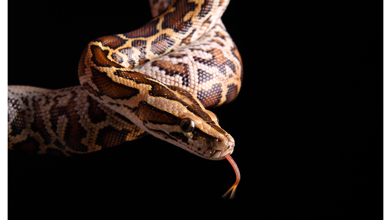 Burmese Python