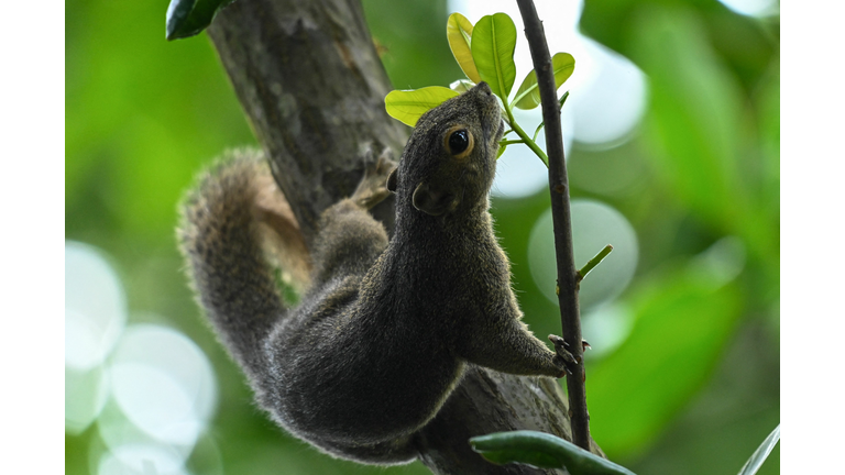 SINGAPORE-ANIMAL