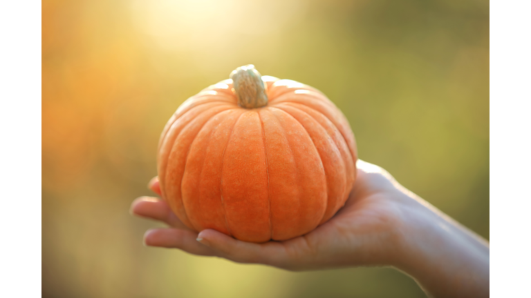 Cropped hands of woman holding pumpkin