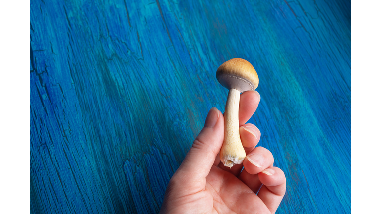 Woman's Hand Holding a Psychotropic Psilocybin Magic Mushroom on a Blue Background with Copy Space