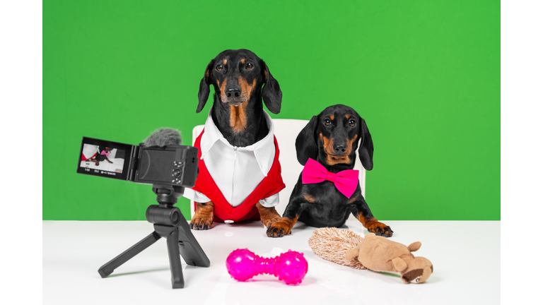 Adult dachshund dog in jacket and shirt and blogger puppy with bow tie sit at table in front of camera making review of toys for pets for their vlog, front view