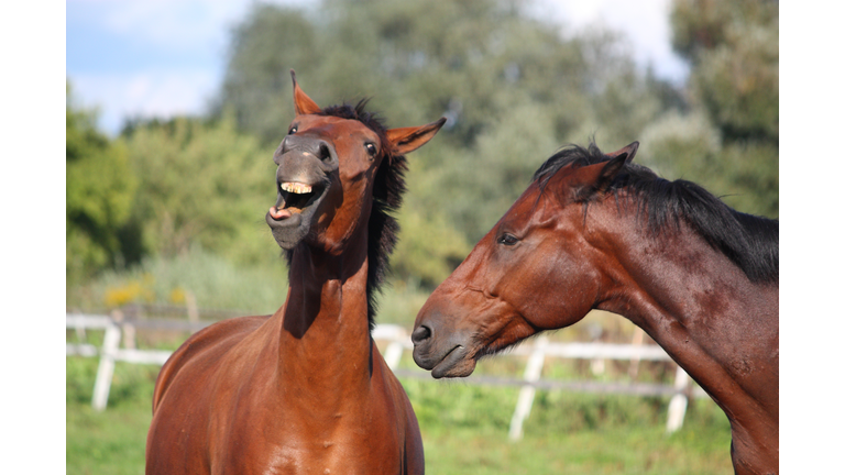 Two horses playing with each other