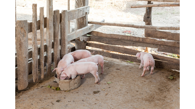 Piglet In The Coop