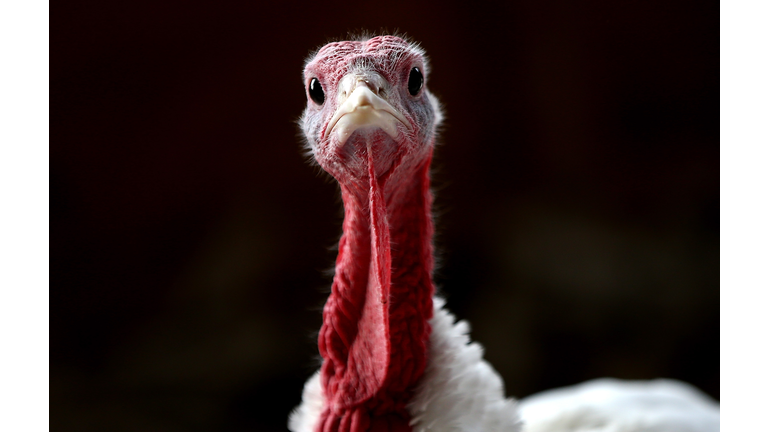 Turkeys Raised On California Farm