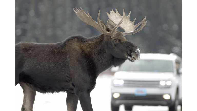 Wild Moose crosses road vehicle Lamar Valley Yellowstone National Park Wyoming