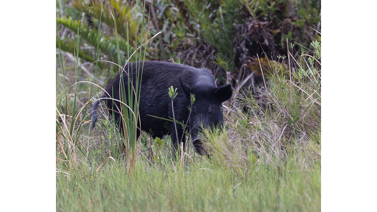 Feral Hog