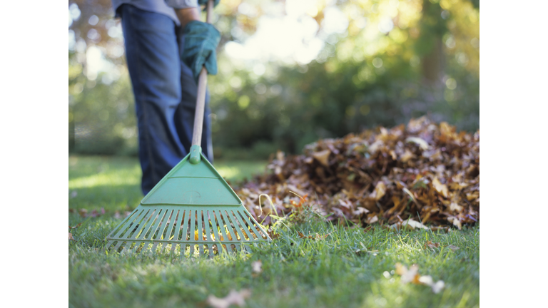 Person raking leaves in garden, low section